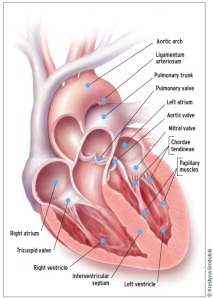 Gross anatomy of the heart 