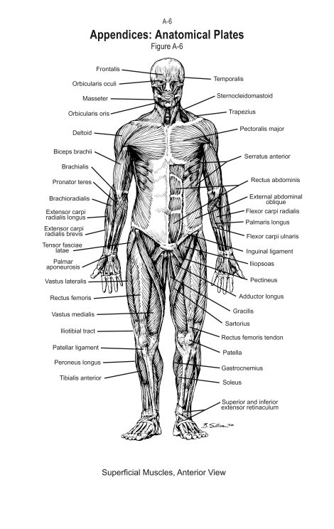 SOF-anatomical-plates_Page_06