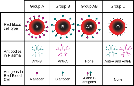 Source: "ABO blood type" by InvictaHOG - Own work. Licensed under Public Domain via Wikimedia Commons - https://commons.wikimedia.org/wiki/File:ABO_blood_type.svg#mediaviewer/File:ABO_blood_type.svg