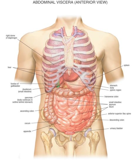 male-anatomy-abdomen-54460b4a35d08