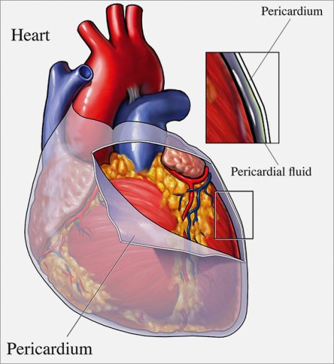 pericardium